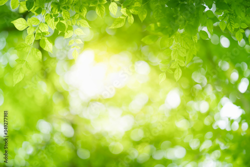 Nature of green leaf in garden at summer. Natural green leaves plants using as spring background cover page greenery environment ecology wallpaper