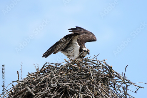 Osprey flying over and landing on nest in spring for reproduction on bright early summer day