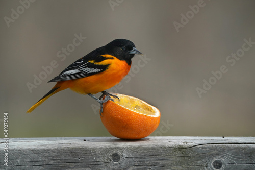 Male Baltimore Oriole on deck railing and eating oranges in spring