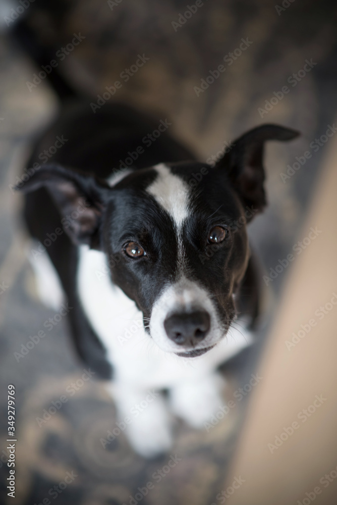 Cute black and white dog looking up into camera