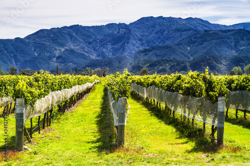 Row of beautiful grape yard before sunset with mountain in Blenheim, New Zealand photo
