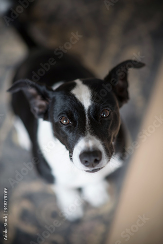 Cute black and white dog looking up into camera