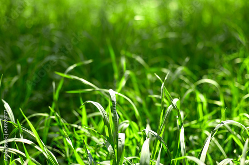 green grass on green background