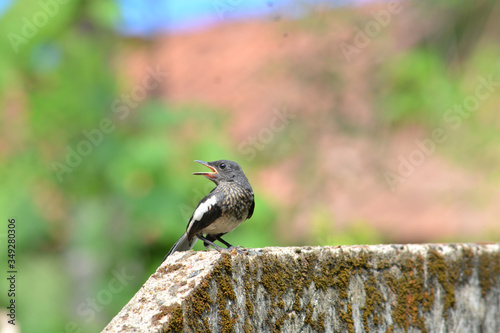 Oriental magpie robin, baby bird from Kerala © jijo