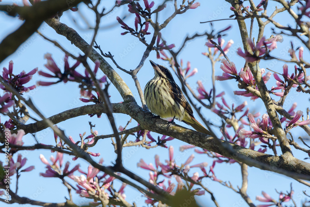 bird on a branch bird on a branch