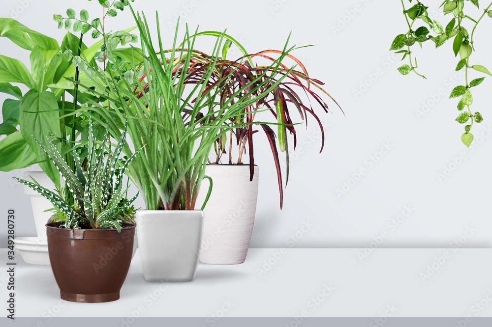 Obraz premium Plant.