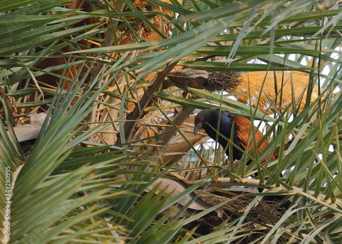 A colorful bird in camouflage.