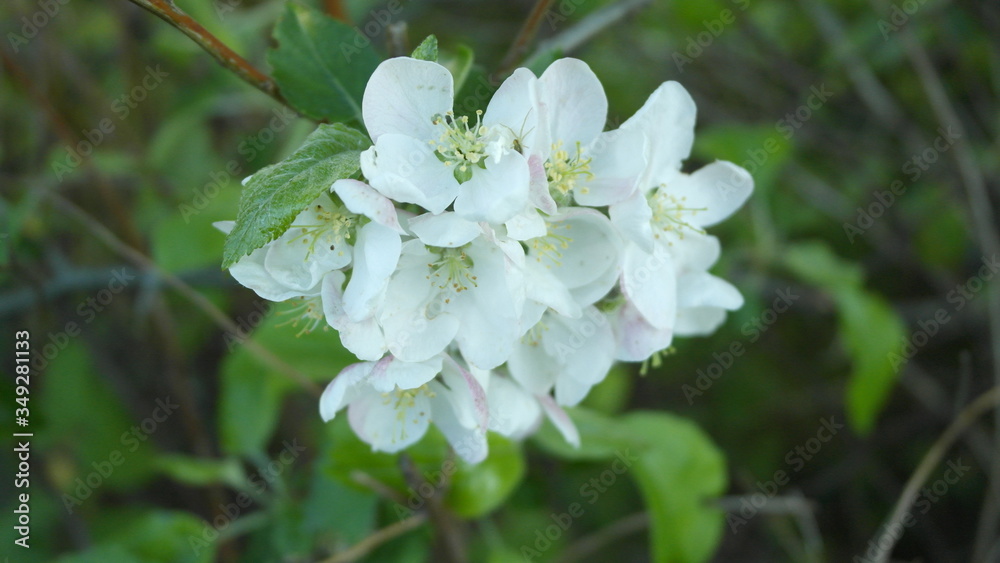 Fototapeta premium blüten