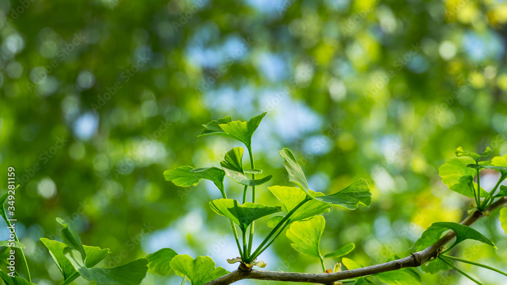 Ginkgo tree (Ginkgo biloba) or gingko with brightly green new leaves against background of blurry foliage. Selective close-up. Fresh wallpaper nature concept. Place for your text Ginkgo tree (Ginkgo biloba) or gingko with brightly green new leaves against background of blurry foliage. Selective close-up. Fresh wallpaper nature concept. Place for your text