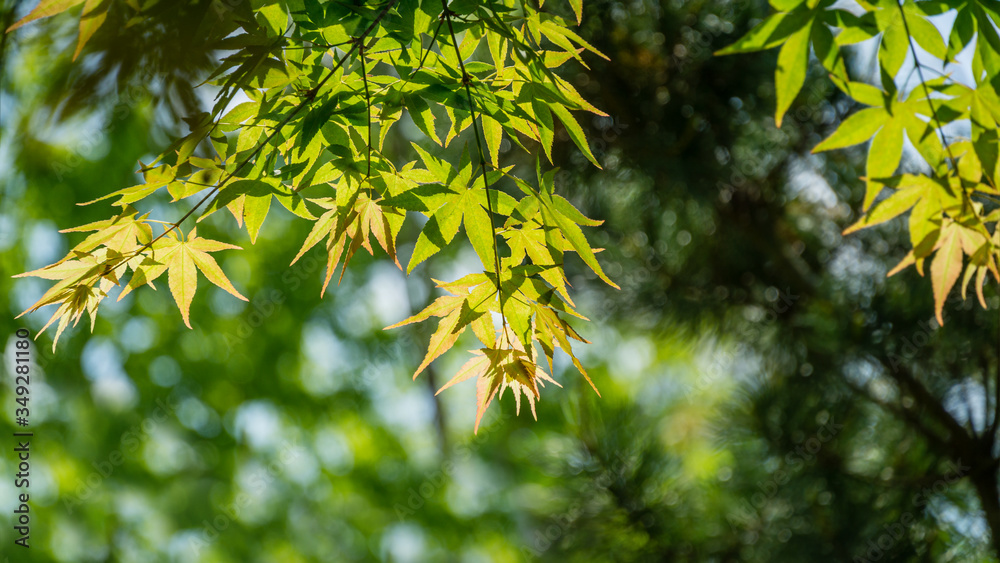 Japanese Maple Acer Palmatum with bright orange and green leaves against blurred sunny green plants background. Spring landscape, fresh wallpaper, nature background concept with place for your text Japanese Maple Acer Palmatum with bright orange and green leaves against blurred sunny green plants background. Spring landscape, fresh wallpaper, nature background concept with place for your text