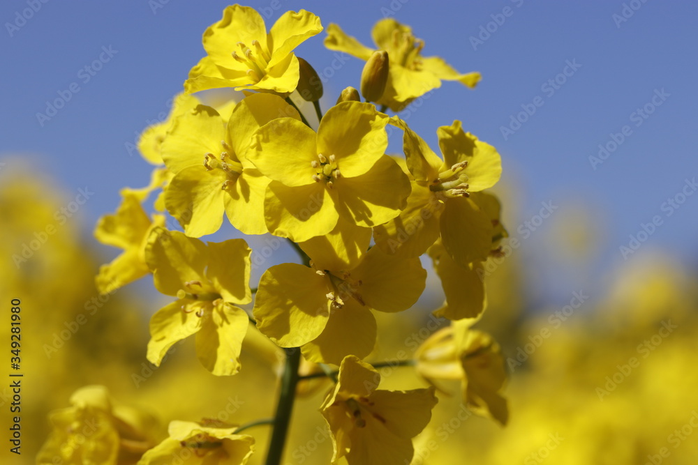 Blooming yellow oilseed or rapeseed flowers in the field on the blue sky, spring time,  - obrazy, fototapety, plakaty 