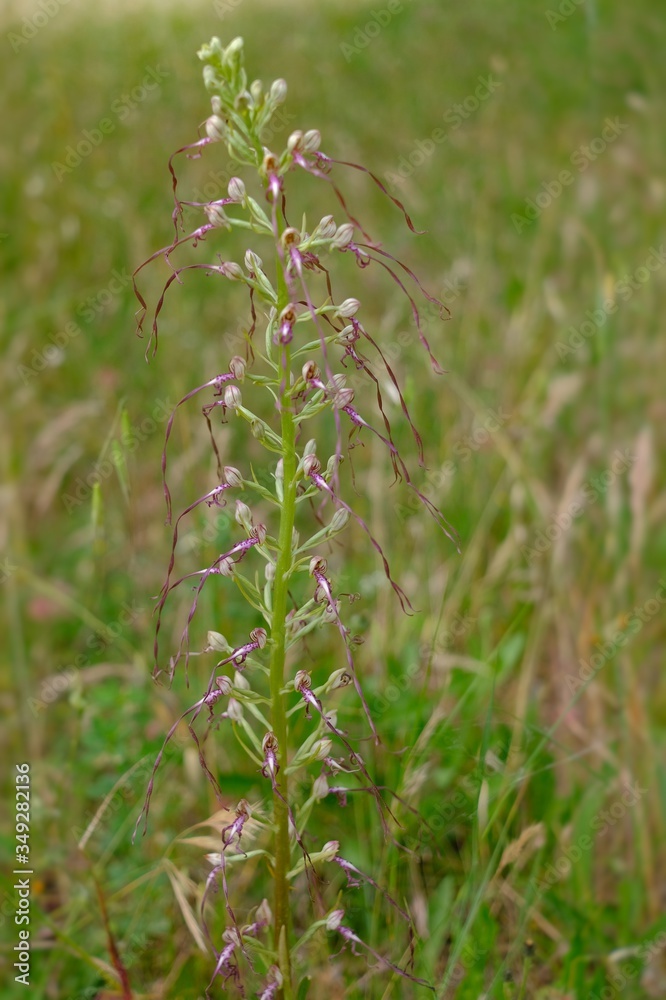 wild orchids in the meadows, Himantoglossum Adriaticum