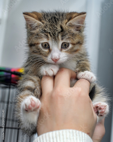 cute funny striped kitten in hands