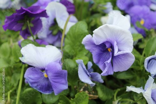 Purple Flowers © Jenna