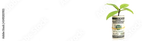 a green plant growing out of money on a white background