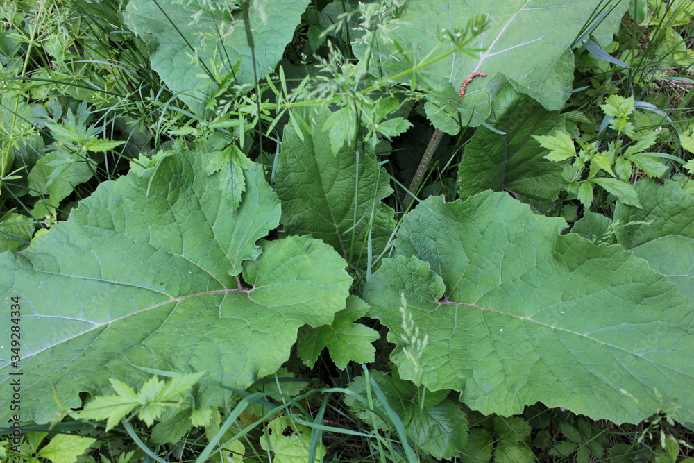 Fototapeta premium Burdock huge green leaves in spring forest. Medicinal plant Arctium in herbal garden. Top view 