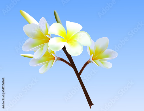 frangipani flower on blue sky background