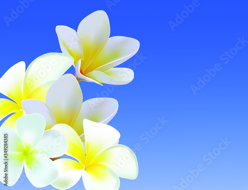 frangipani flower on blue sky background
