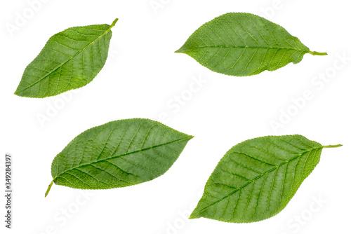 Green leaves of plum isolated on white