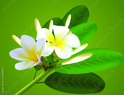 white lotus flower