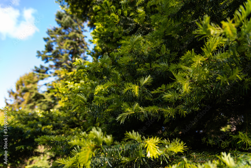 Fir branch close up, spring. Fir branch close up, spring.