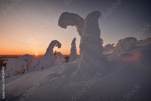 Typical winter Scandinavian landscape with snow-covered trees on mountain in beautiful sunset light. Figures from snow-covered fir-tree at sunset in Lapland. Northern Ostrobothnia, Finland.