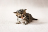 Tiny kitten on a cream background