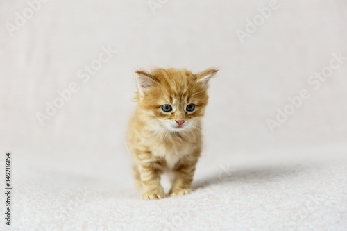 Orange tabby kitten with blue eyes standing on the cream background