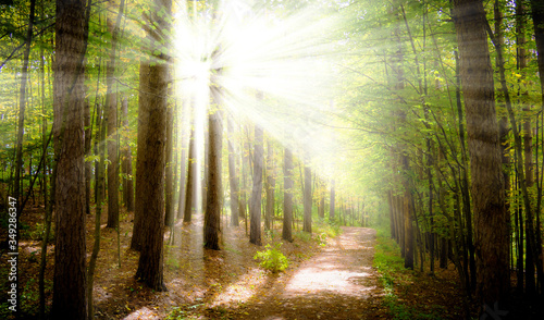 A fabulous spring forest lit by the sun 
 
 Photo taken in the morning, Moscow, spring 2020, sky, trees, nature 