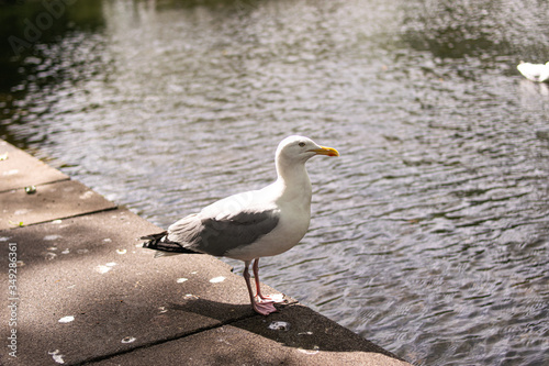 Photo of a nice seagull in a park in Dublin