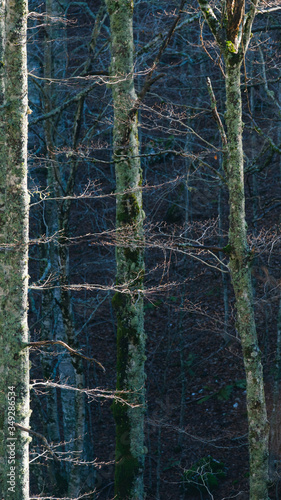 Tall trees in Monte Autore forest, Italy photo