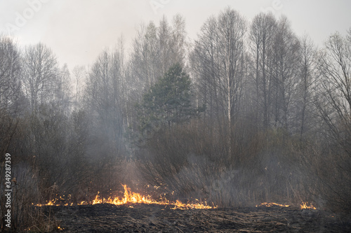 ZHYTOMYR REGION, VILLAGE LIUDVYNIVKA, UKRAINE - APRIL 18, 2020. Fire reaching forest during forest wildfires around the Chornobyl exclusion zone. © Oleksandr