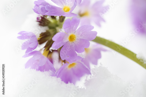 Flowers in the snow