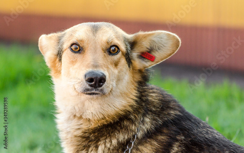 Mongrel dog with a red tag in the ear on a background of green lawn