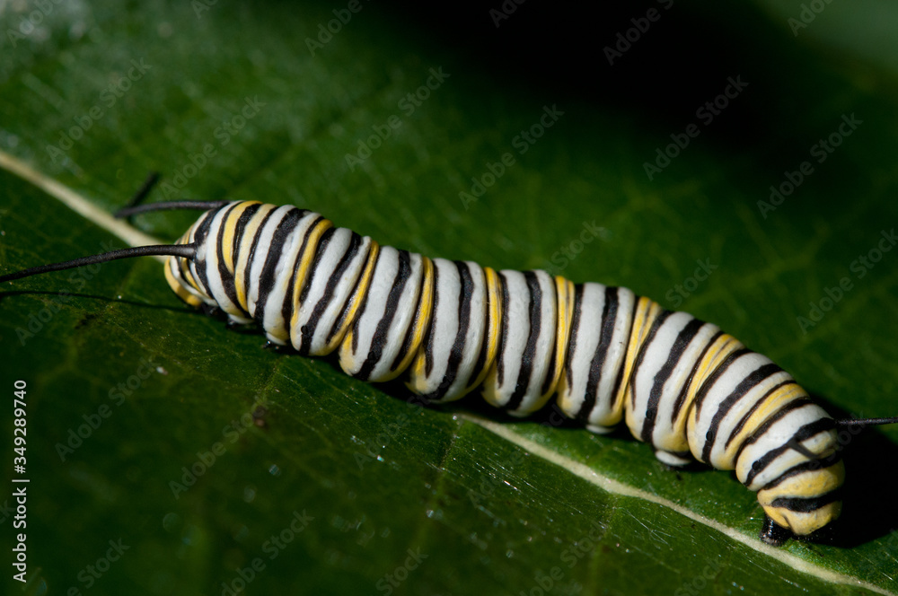 Naklejka premium Monarch Butterfly Caterpillar