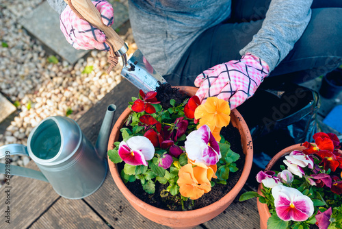 Fototapeta Naklejka Na Ścianę i Meble -  Woman planting flowers - pansies - in pots in the garden