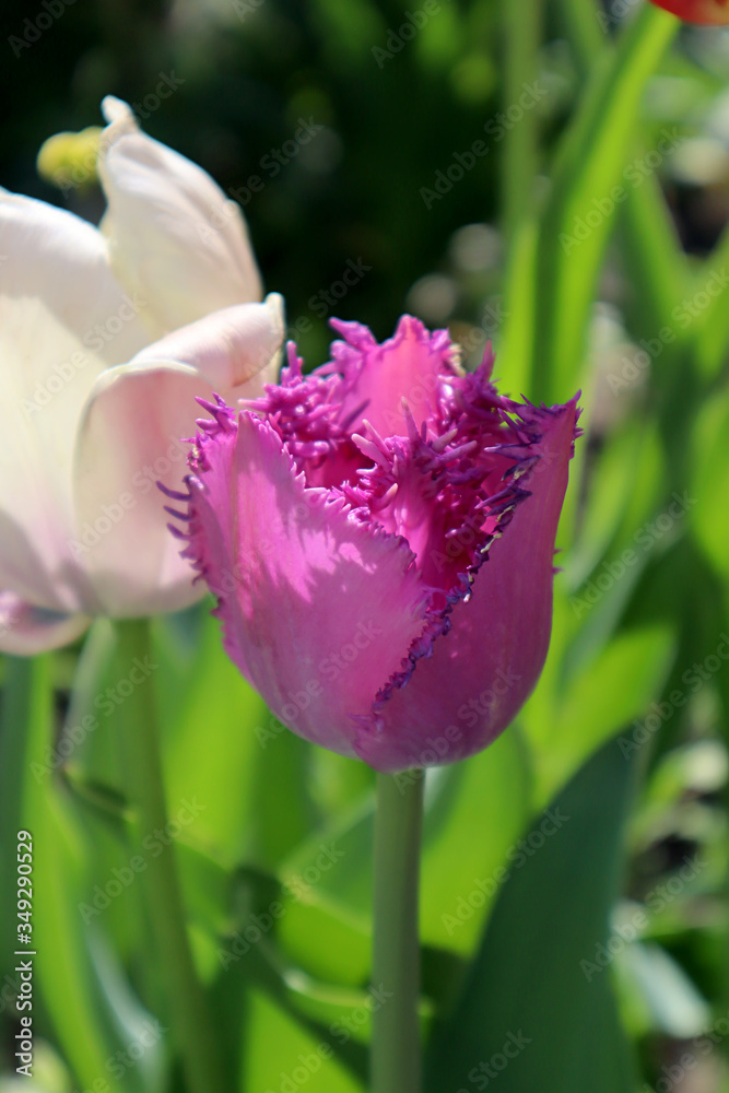 Naklejka premium Lilac fringed tulip flower in the garden