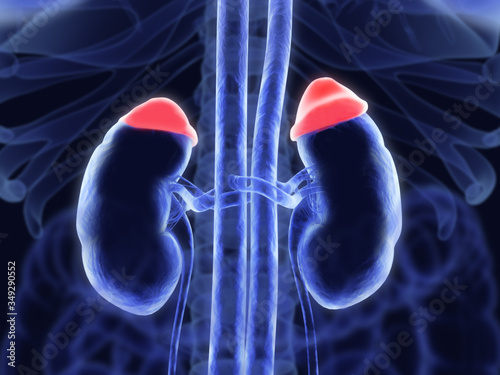 Adrenal glands and in red. Illustrated xray like image. 3D illustration
