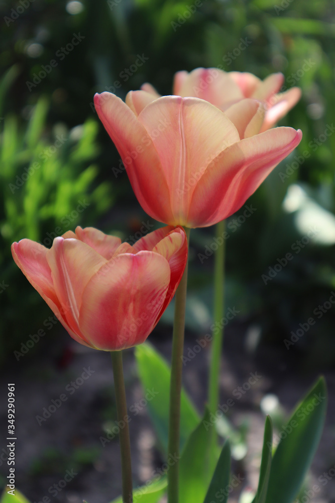 Flower of an orange tulip in the garden. Flower of an orange tulip in the garden.
