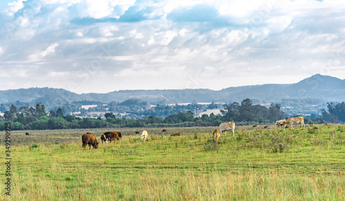 Beef cattle breeding and grazing field in southern Brazil