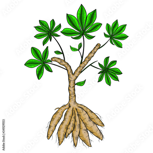 Biological drawing engraving. Cassava isolated on a white background. Plant with roots and leaf. Manioc, yuca, macaxeira, mandioca, kappa kizhangu, aipim. Vegetable. Ingredient for bubble tea.