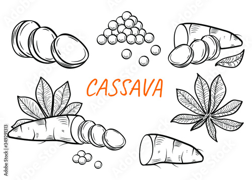 Manihot esculenta: cassava root, tuber, pearl, manihot slice and leaves. Vector engraving drawn illustration. Vegetable for flour, balls, ingredient for bubble tea. Vegetarian food. 