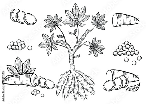 Biological drawing engraving. Cassava isolated on a white background. Manioc, yuca, macaxeira, mandioca, kappa kizhangu, aipim. Fresh root, balls tapioca. Vegetable. Ingredient for bubble tea.