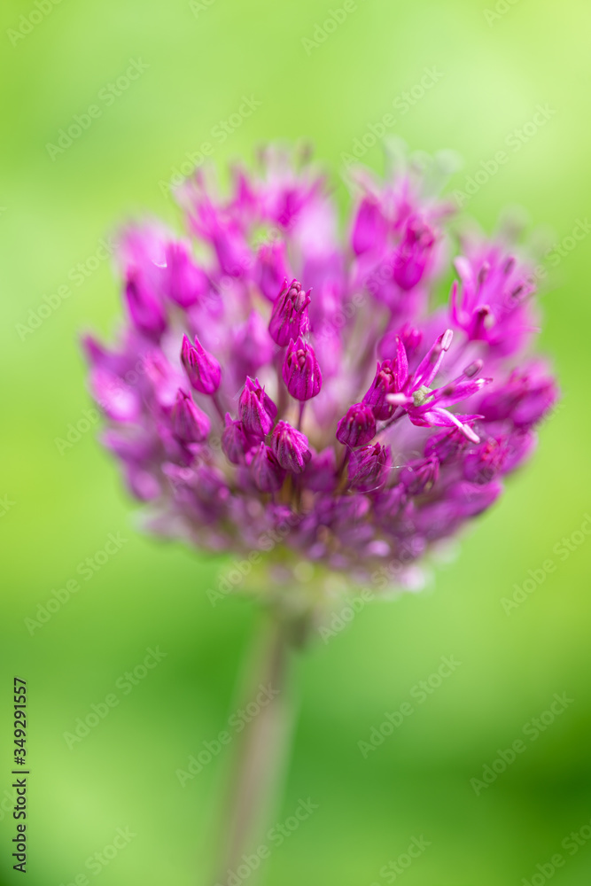 alliums in the garden with a green background alliums in the garden with a green background