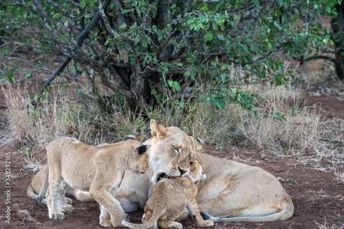 Lioness  Panthera leo  caring for her young cubs in the Timbavati Reserve  South Africa