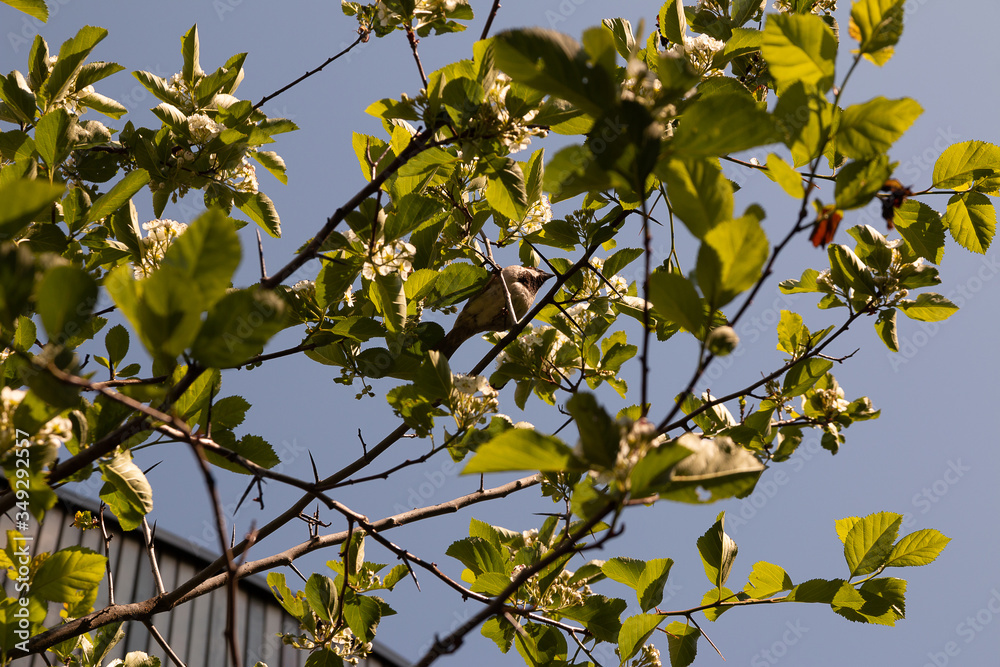 Bird in Tree