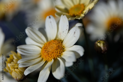 Dirty white Flower