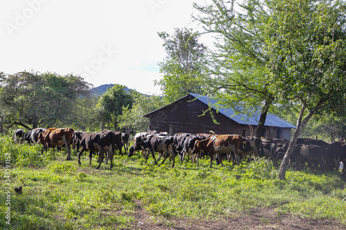lacal breed livestock of sheep, cattle and goats grazing in a farm in Africa regions. photo