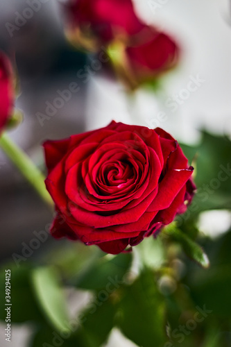 Detailed rose shot  beatiful flower for romantism...