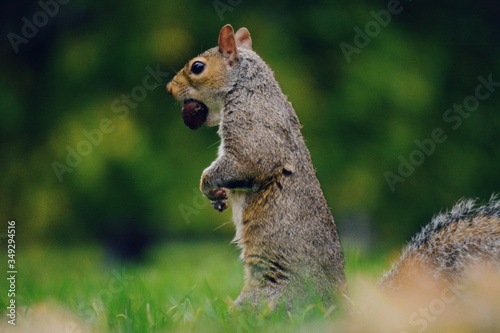 Nice squirrel in Hyde Park